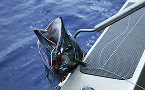 Marlin Queen Fishing Charters : Rarotonga : Business News Photos : Richard Moore : Photographer